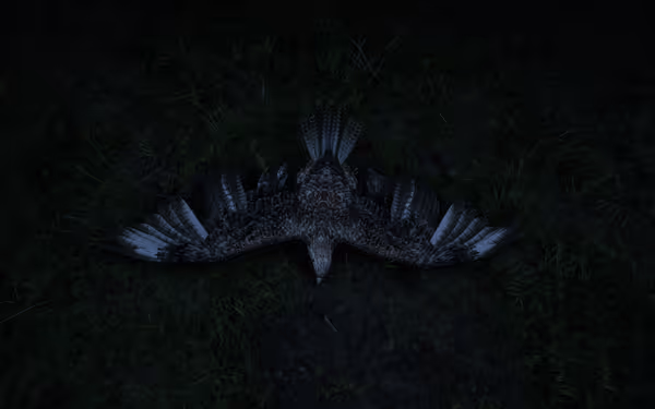 A bird lies lifeless on dark grass with wings spread wide in stillness.