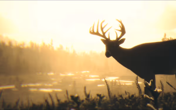 Silhouette of deer with antlers, standing in field, sunset background, forest nearby.