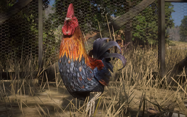 A vibrant rooster with orange, blue, and red feathers stands inside a wire-mesh enclosure with dry grass.