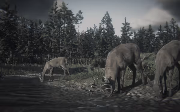 Three deer drink from a shallow stream surrounded by dense forest and grass.