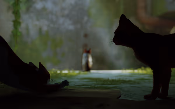 Two cats play and stretch in shadow, a third cat sits far off in light.