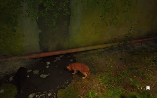 Orange cat and black cat explore a damp, overgrown area by mossy pipes.